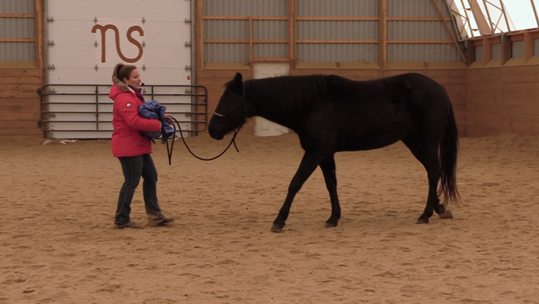 Bronwyn Irwin horse training video