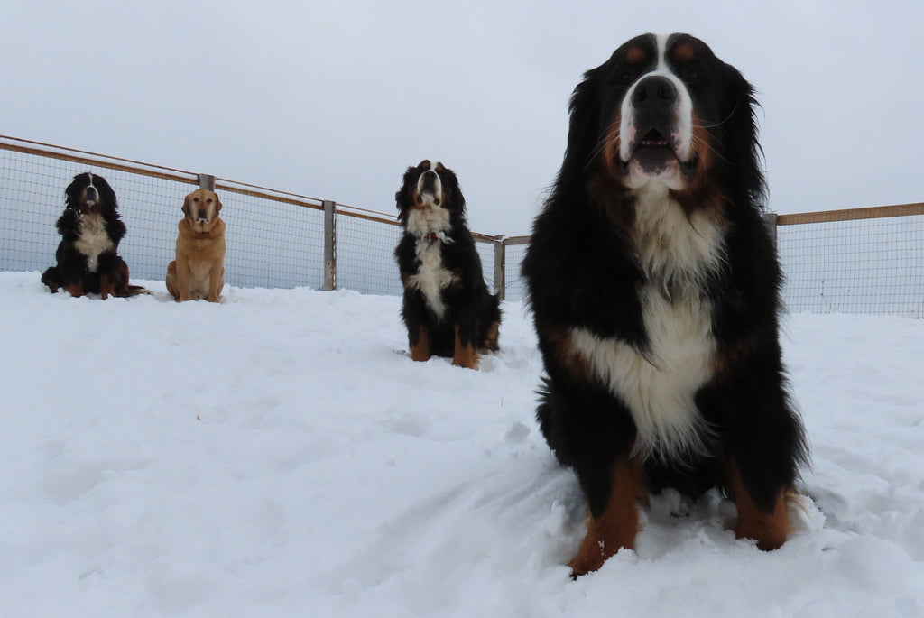 bernese mountain dogs registered ckc