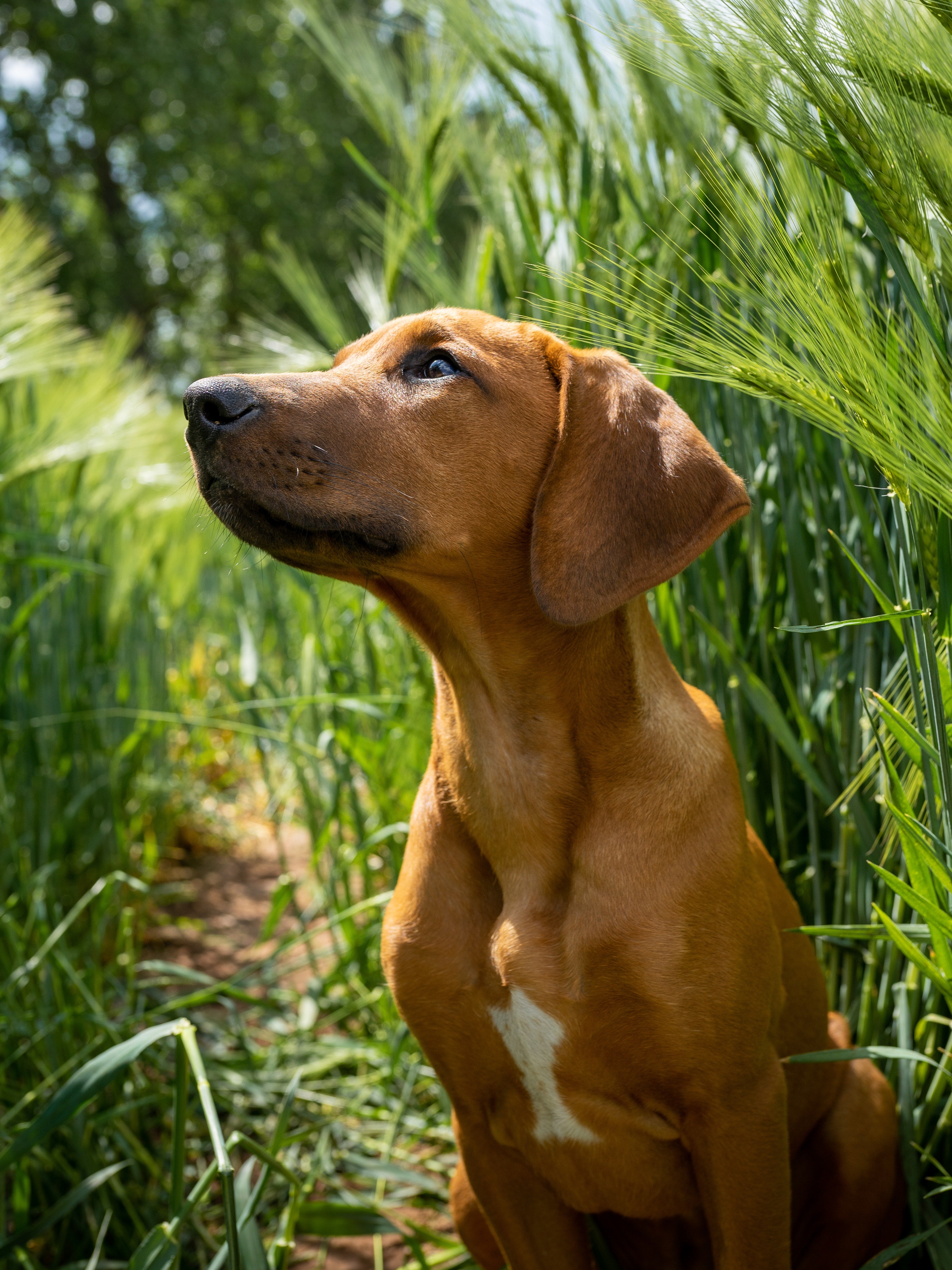 is citronella grass safe for dogs