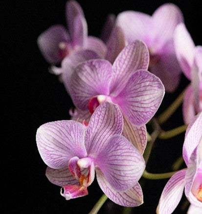 Moth Orchid (Phalaenopsis spp.)