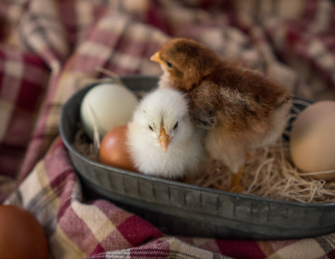 Hatching Egg Cleaner - Valley Hatchery