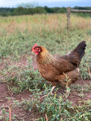 Welsummer hen foraging on pasture at Deer Run Farm