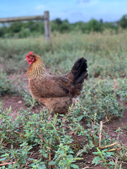 Welsummer Hen