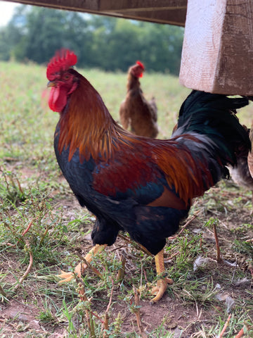 Deer Run Farm Welsummer Cockbird "Cornelius"