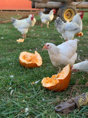 Delaware chickens foraging