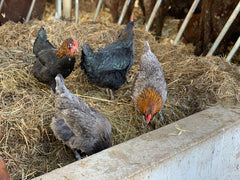 Copper Marans in Hay Feeder