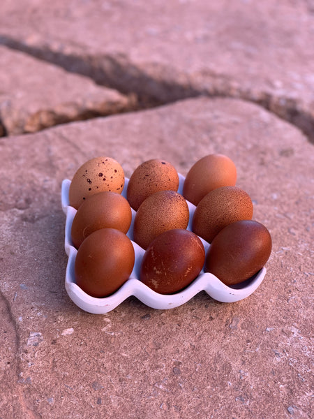 Welsummer Terra-cotta chocolate speckled eggs