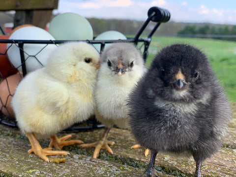 Ameraucana blue, black and splash chick