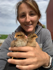 Welsummer Chicks at Deer Run Farm