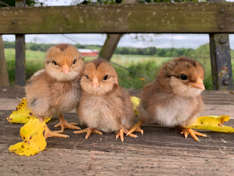 Olive Egger Chipmunks