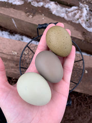 Shades of Olive Eggs