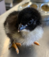 Black Copper Marans Chick