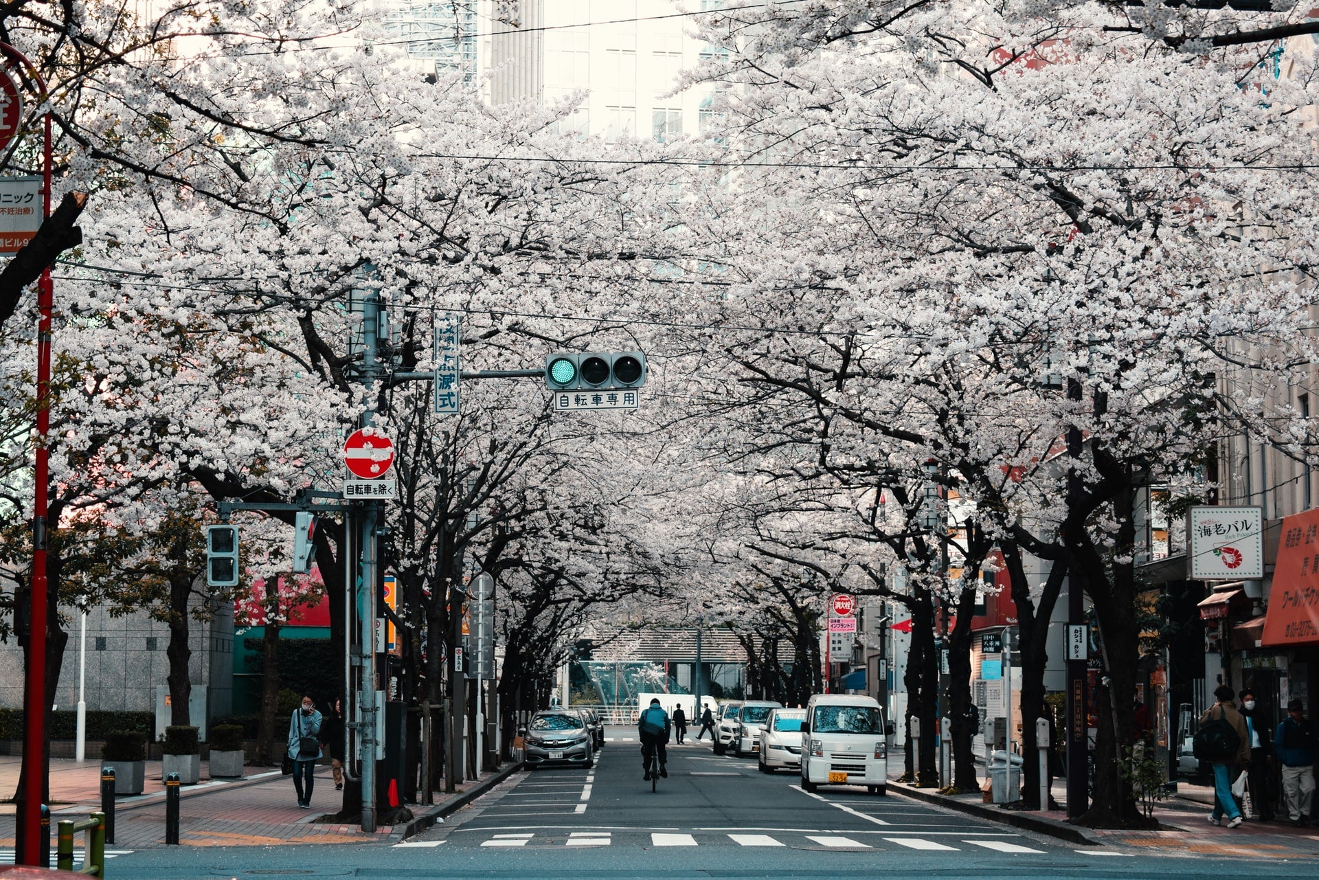 sakura, tokyo, japan