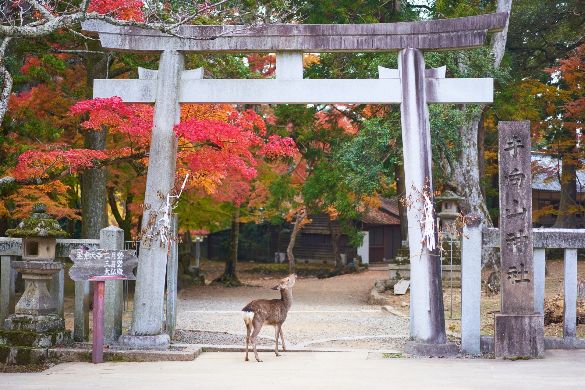 nara, rådyr, sika, tempel