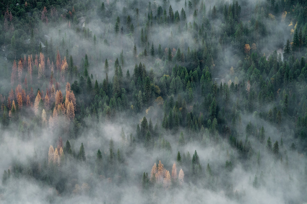 NIKIN | Jahresrückblick auf die Baumpflanzprojekte NIKIN x One Tree Planted 2023