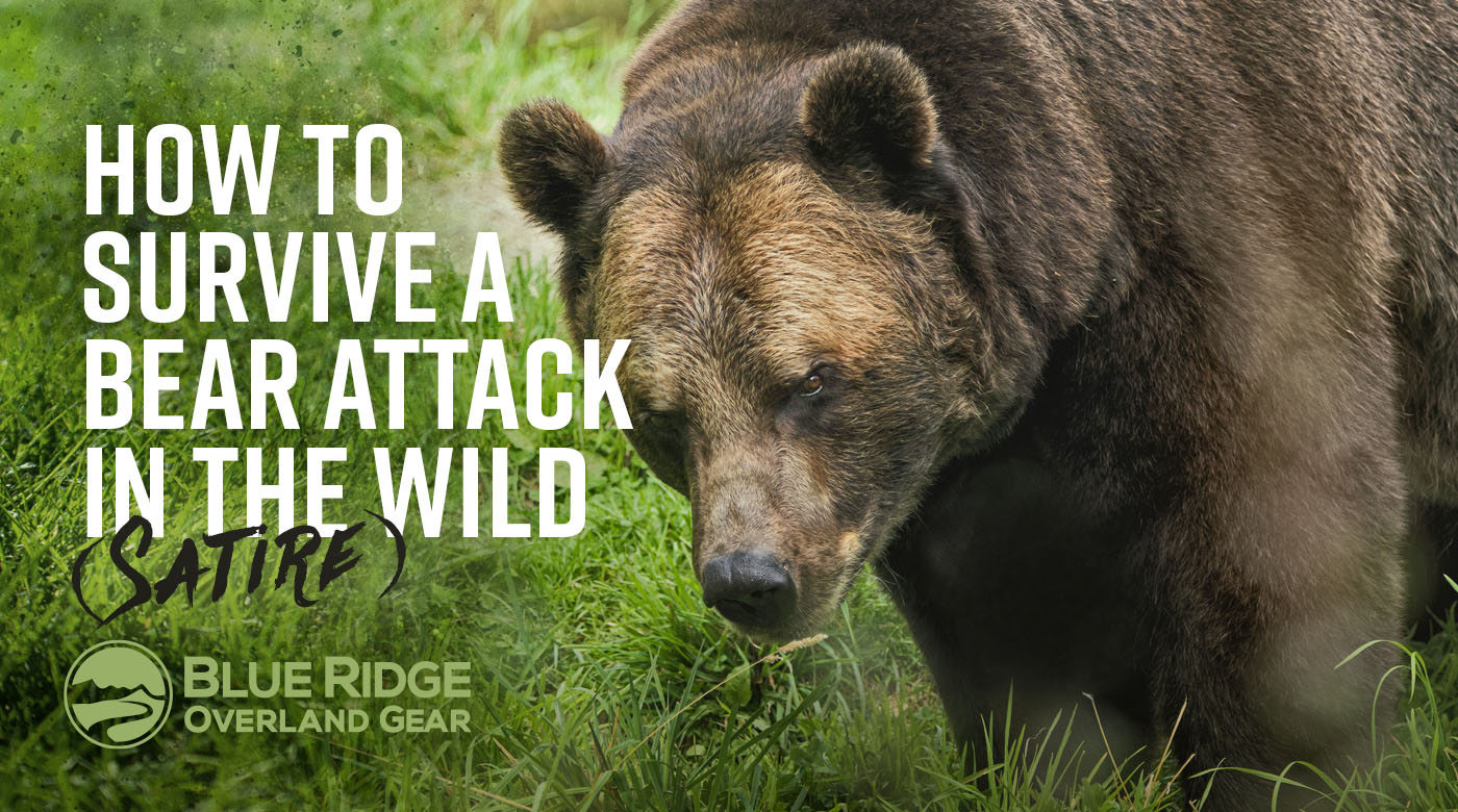 How to survive a bear attack in the wild (satire)