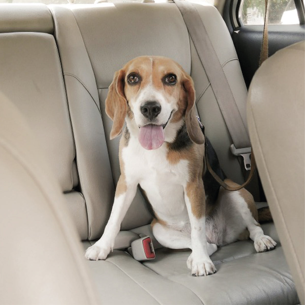 Why It’s Essential to Keep Your Dog Cool in the Car