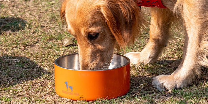A dog having water from a HUFT bowl