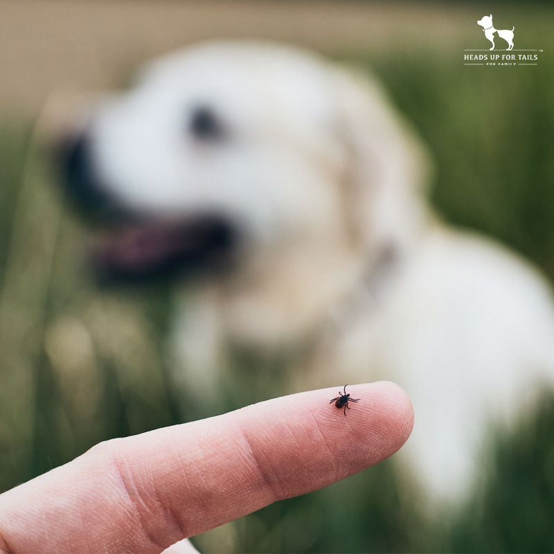 what to do if dog has fleas