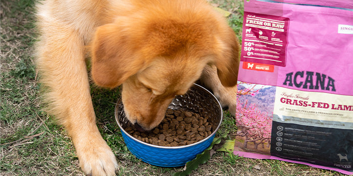 A dog eating from a dog bowl