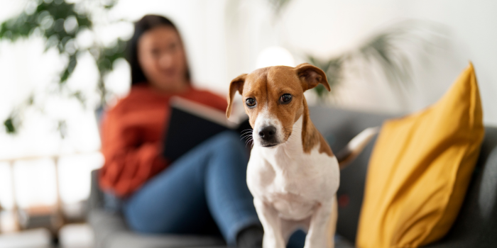 A dog at home with a sitter 