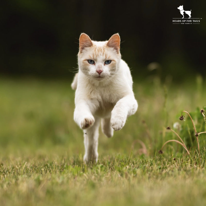 cat chasing