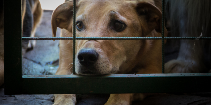 An extremely sad dog