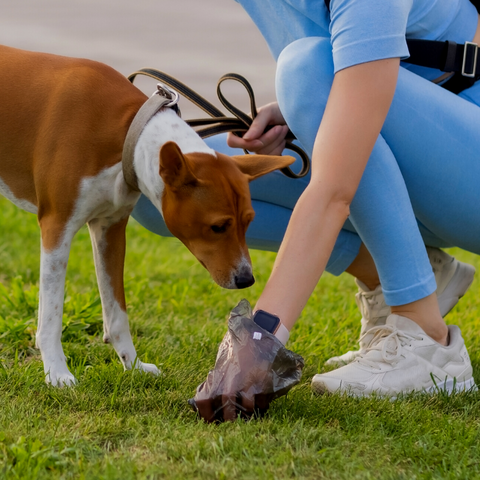 woman picking up her indie dog's poop