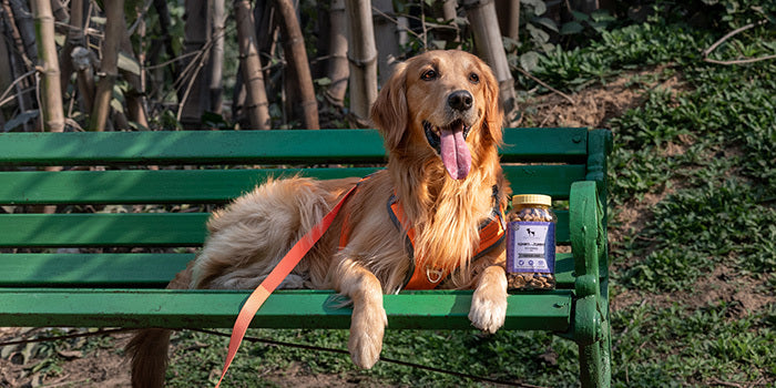A dog, resting on a bench post walk