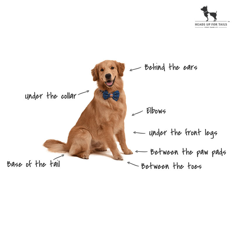 what to do if dog has fleas