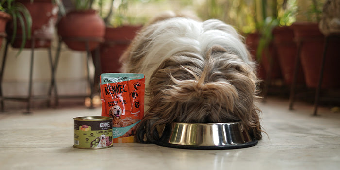 A dog named coco having his meal