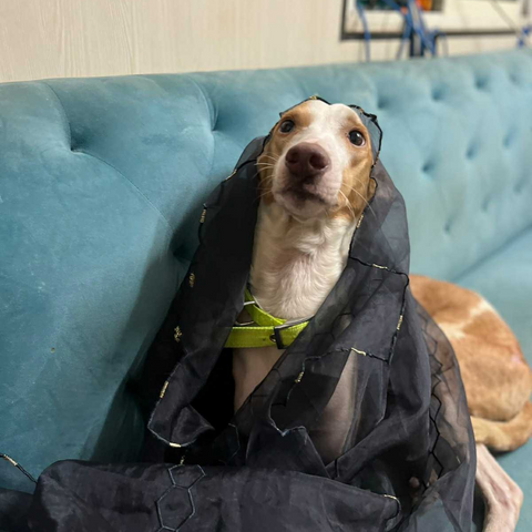 goofy indie dog wearing a dupatta