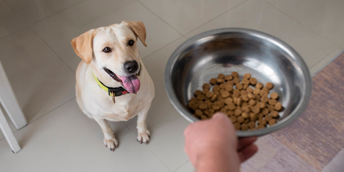 A dog looking up to his favourite meal