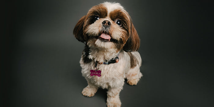 Shih Tzu Puppies: The Ultimate Guide for New Dog Owners