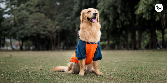 Dog Sweatshirt