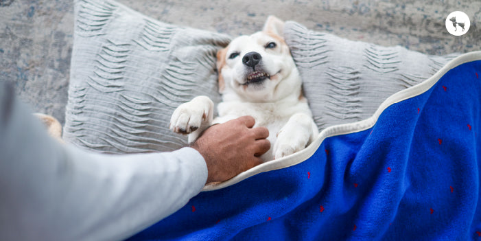 Dog T Shirts