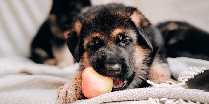 Tiny puppy nibbling on an apple! So adorable 