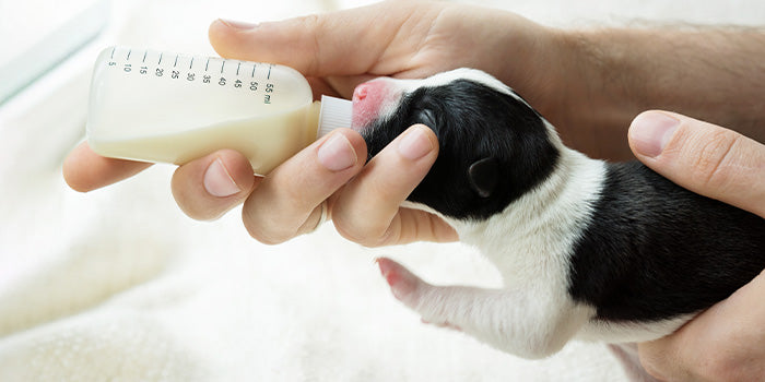 Neonatal puppy being fed puppy replacer from a bottle 