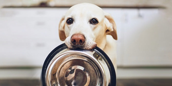 Hungry puppy holding a bowl in his mouth, waiting for pet parent to feed him