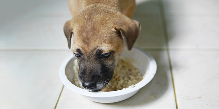 A tiny puppy enjoying a bowl of home-made khichdi 
