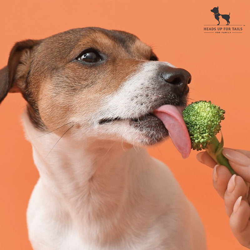 dog eating broccoli 