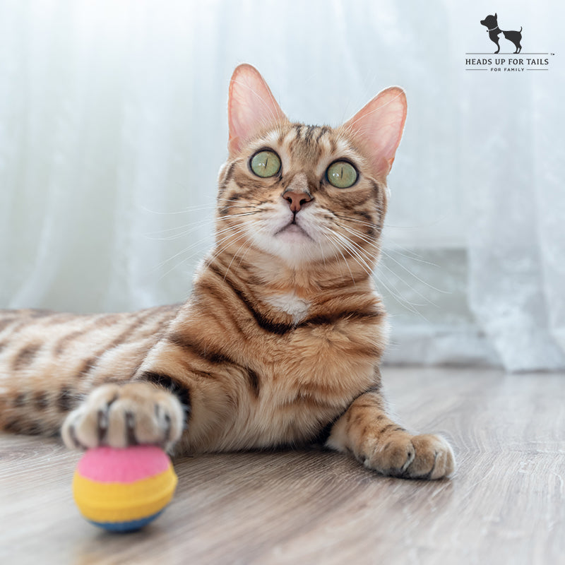 CAT BALL TOY 