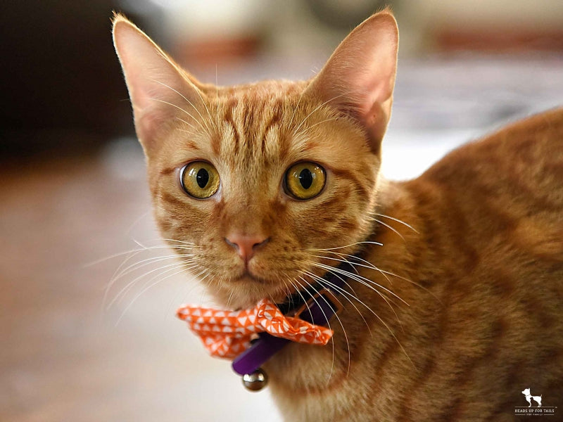Cat wearing orange bandana