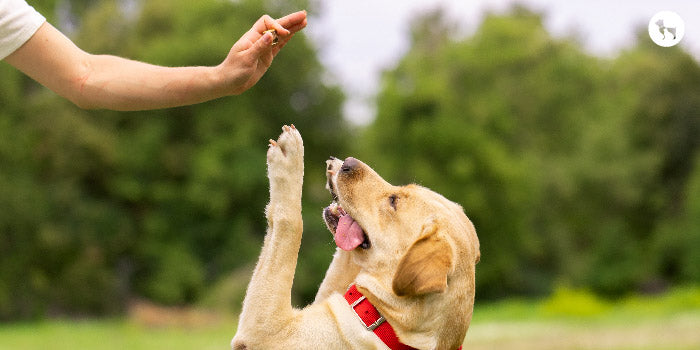 Comprehending Dog Training