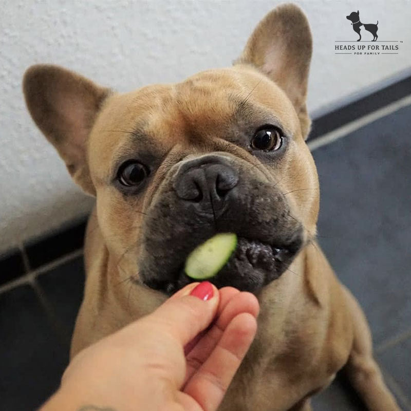 Dog eating cucumber