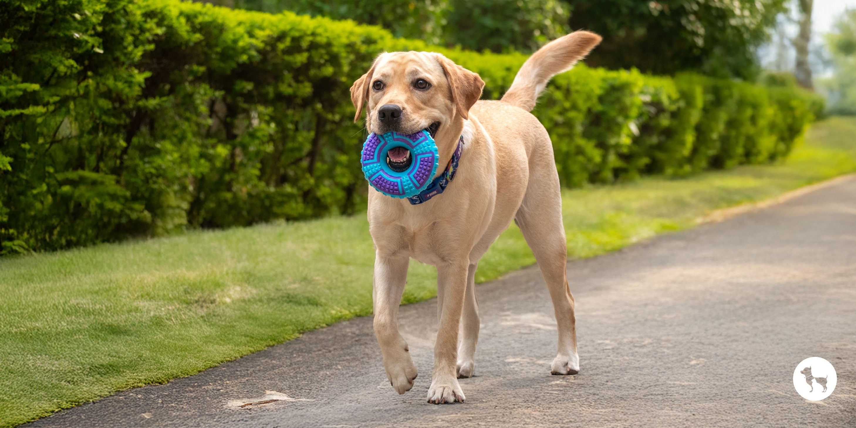 Dash Dog Toys