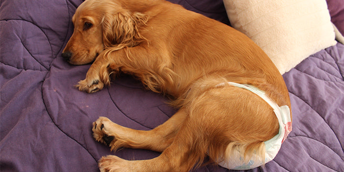 female dog wearing a diaper during her periods 