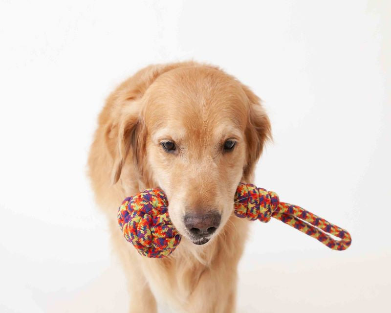 Dog holding Rope toy
