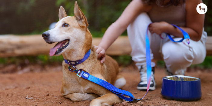 Walking Essentials Dog Leash