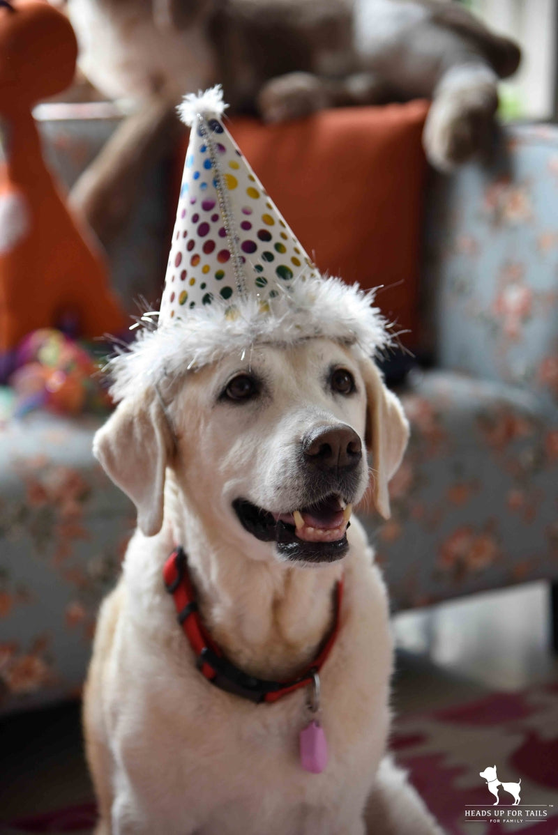 Dog Birthday celebration
